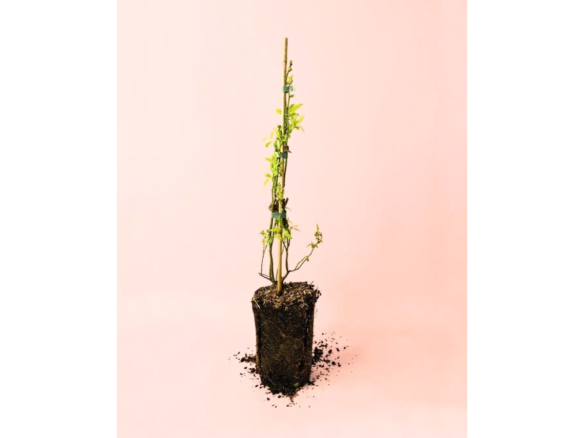Planta De Mirtilos | Plantas Naturais Para Exterior | Pur Plant