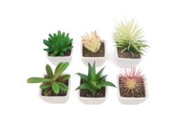6 Succulentas Artificiais LAXISCREED