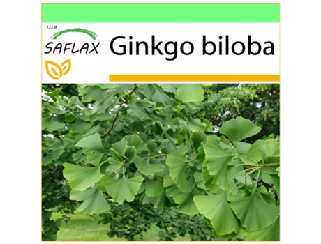 SAFLAX Garden To Go Ginkgo Ginkgo Biloba 4 Sementes com Vaso Tampa Climática e Substrato de Cultivo