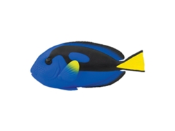 SAFARI Blue Tang