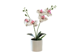 Laxiscreed Flor Artificial Phalaenopsis Em Mini Árvore Com Duas Garfos E Cinco Pétalas