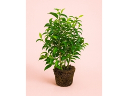 Ficus Benjamina Natasja | Planta Natural Tropical Frondosa | Vaso Ø12 Cm Aprox. | Pur Plant