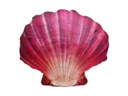 GABY The Scallop Medium