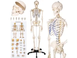 Esqueleto Anatômico Tectake Modelo Detalhado Tamanho Real, 181 Cm, Base Com Rodas, Partes Desmontáveis, Póster Educativo, Branco