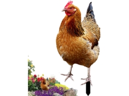 Galinha Decorativa para Jardim Galinha 2d em Acrílico, Figura para Jardim, Estatueta Decorativa com Acabamento Às CHABERLU