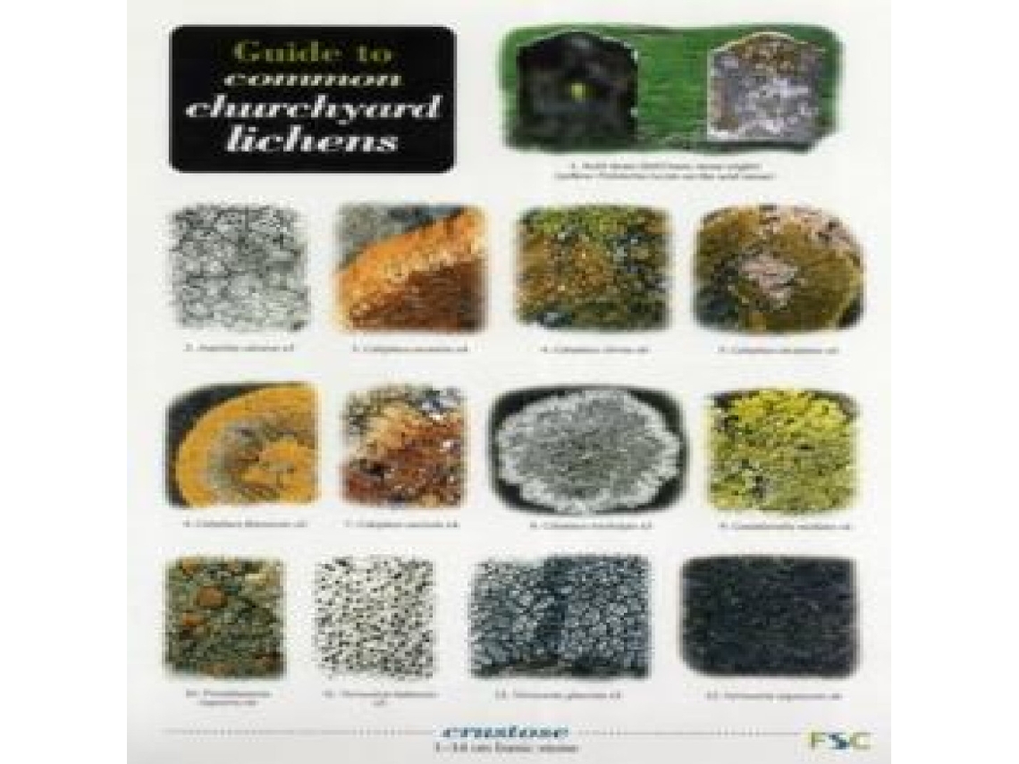 Livro Guide to Common Churchyard Lichens de Frank Dobson (Inglês)