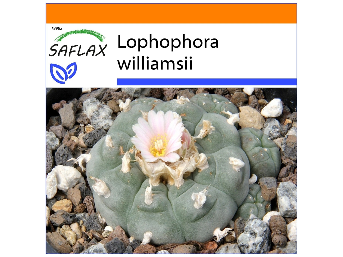 SAFLAX Garden In The Bag Cacto Peyotl Lophophora Williamsii 20 Sementes com Substrato de Cultivo em Saco Prático e Automontante