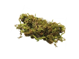 Musgo Verde Grass 100g para Decoração de Plantas e Arranjos Naturais LAXISCREED