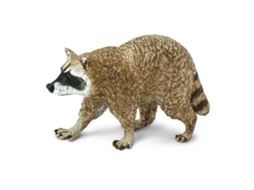 SAFARI Raccoon