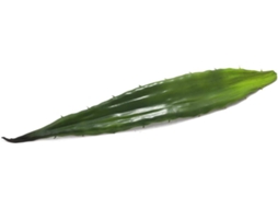 Planta Artificial EUROPALMS Aloe leaf (EVA) (Verde - 60cm)