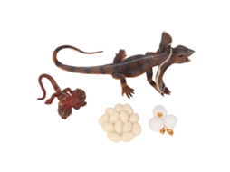 4pcs Modelo De Lagarto De Crescimento Simulação Pvc Brinquedo Educativo Decorativo Infantil