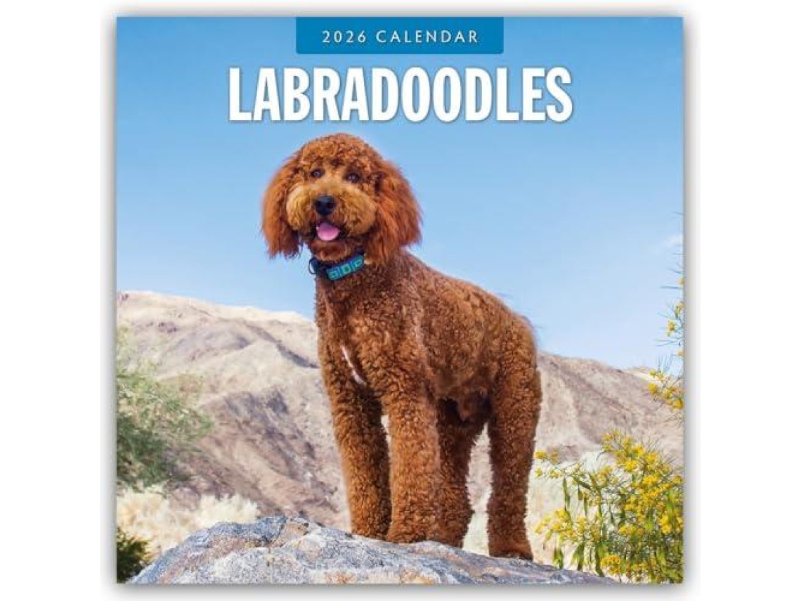 Livro Labradoodles 2026 Square Wall Calendar de Red Robin (Inglês)