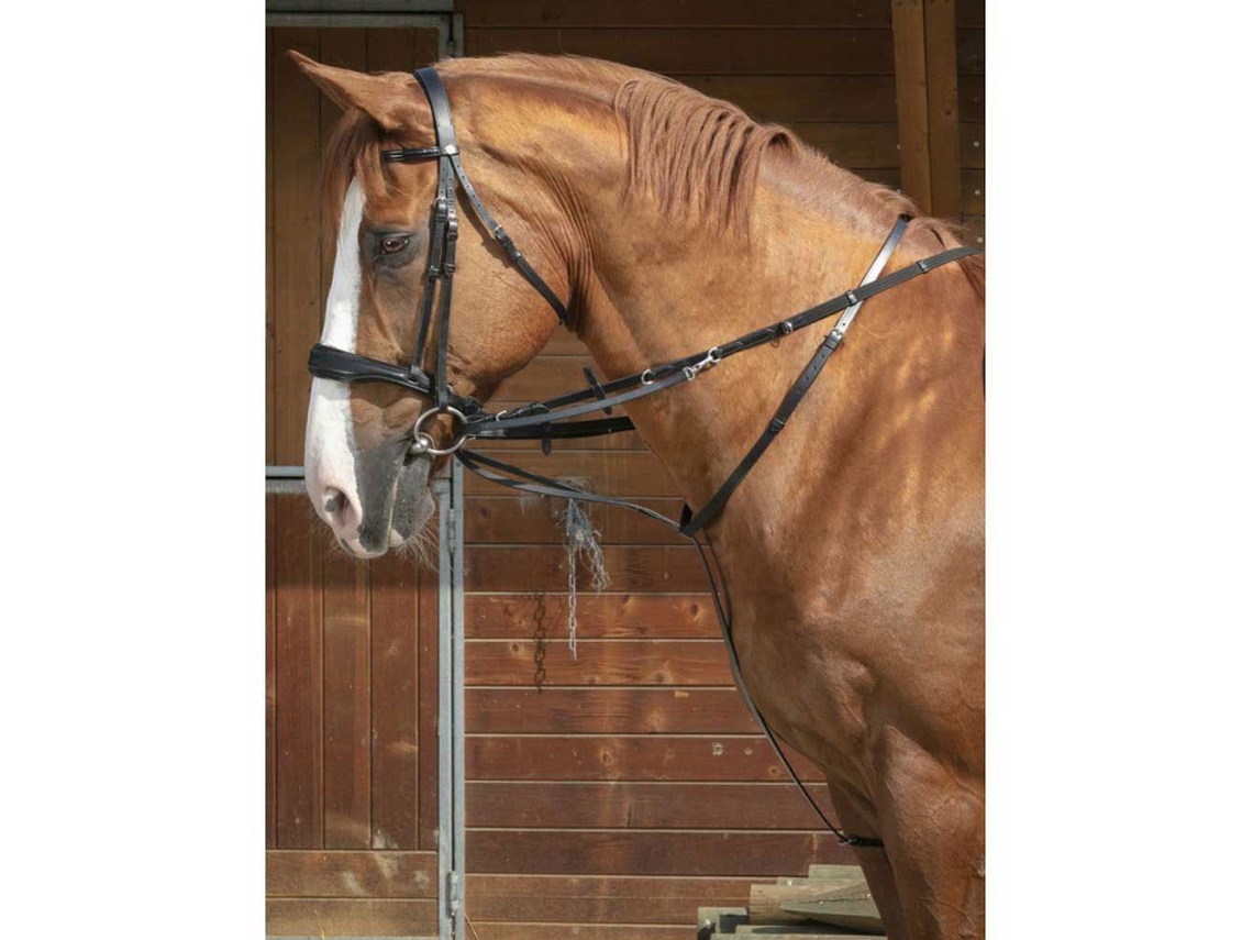 Chambon Thiedeman Castanho Fullnorton Equestrian