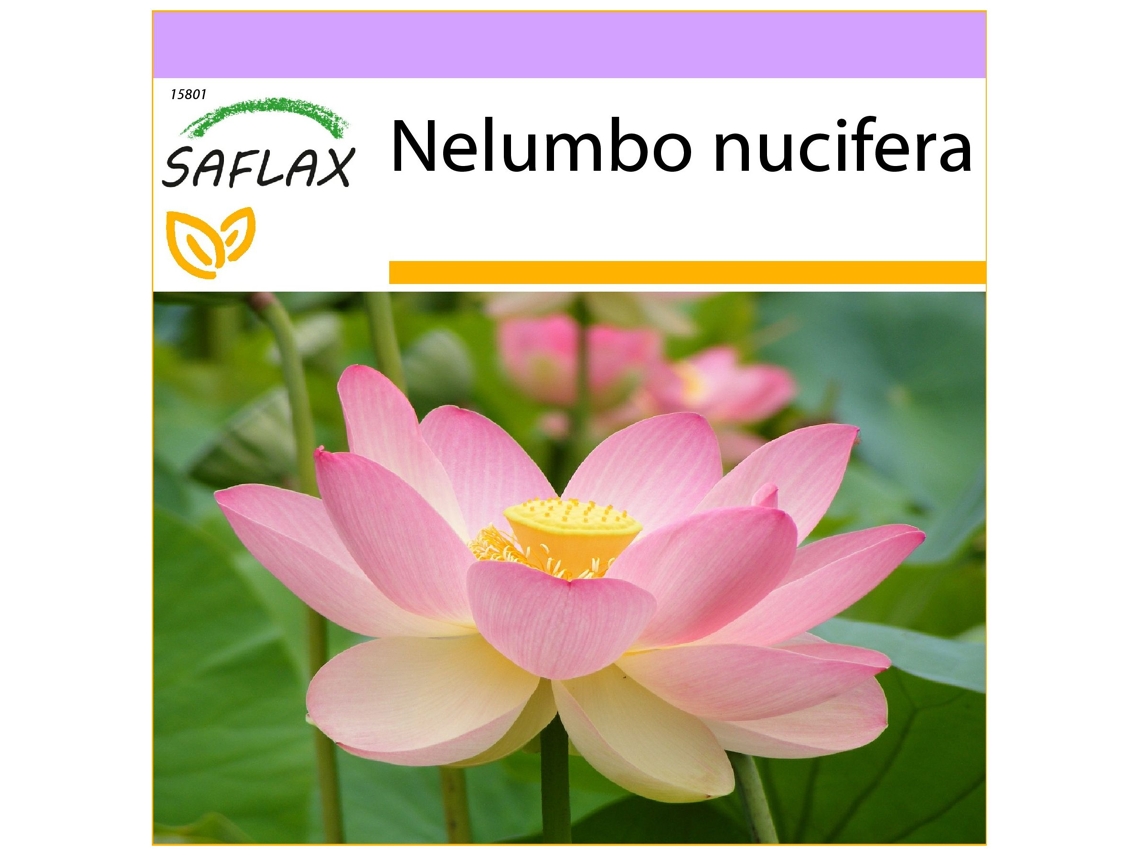 SAFLAX Flor de Lótus Indiana Nelumbo Nucifera 8 Sementes