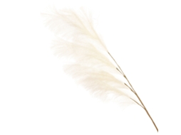 Relva Ornamental Feather Reed Pampas Grass Branco 110cm LAXISCREED