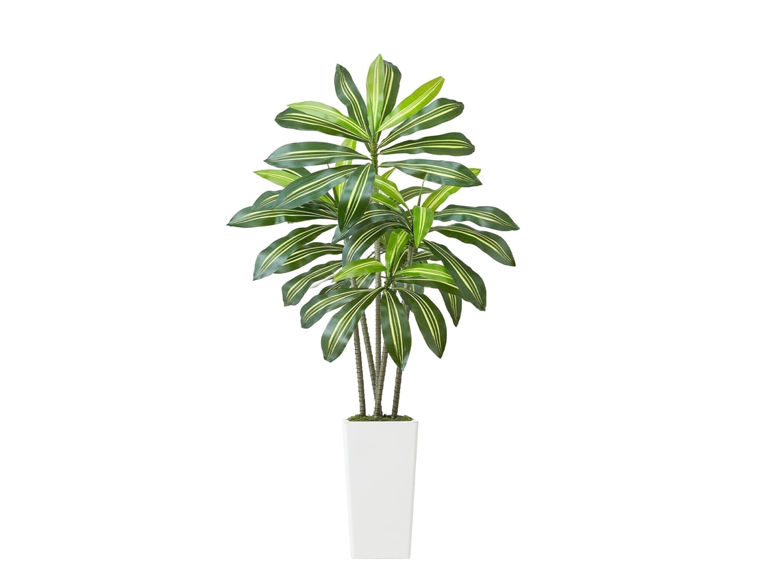 Dracena Artificial Tropical com Vaso Alto Branco, para Decoração de Casa, Escritório, Sala Estar, Inauguração Interior e Exterior, 700 X 1500 Mm, 5