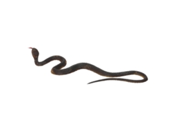 Mali cobra de Borracha Falsa Realista Brinquedo Engraçado Props Jardim Brincadeira de Engano para Crianças
