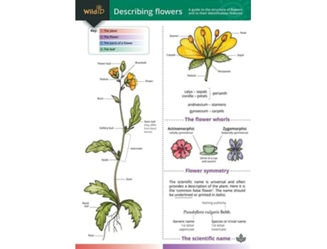 Livro Describing Flowers de John Bebbington (Inglês)
