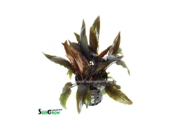Cryptocoryne Moehlmannii