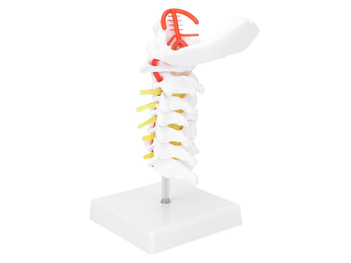 Modelo Anatômico Da Vértebra Cervical, Coluna Vertebral E Nervos Espinhais Para Estudo Ensino Em Sala De Aula Ciências