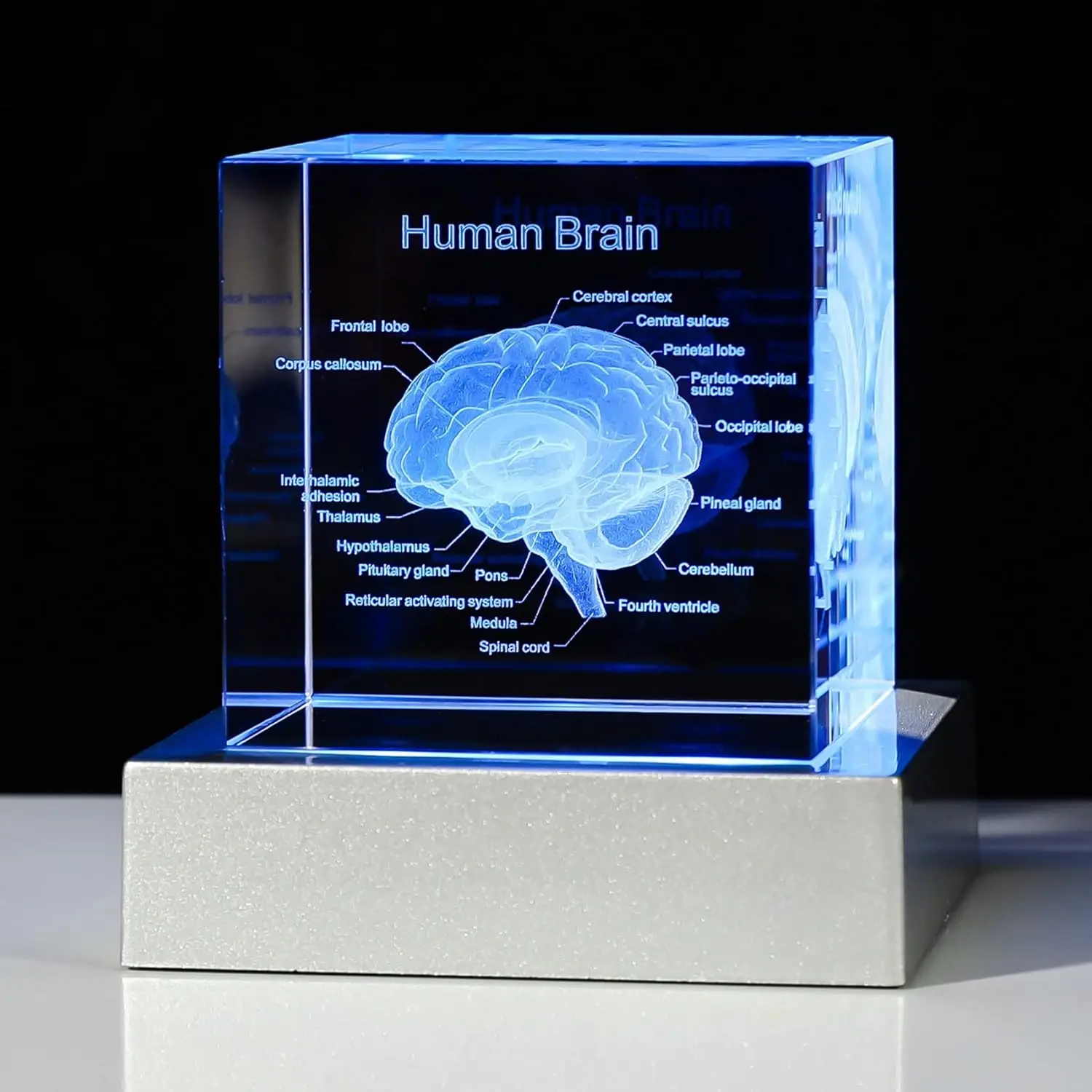 Modelo Anatômico Tridimensional de um Cubo de Cristal de Cérebro Humano, Órgão do Cérebro. MDUG