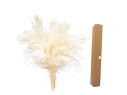 Buquê de Grama pampas Seca Natural Grande 40 45cm para Decoração Boêmia em Casa com S/MARCA