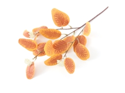 Ramos de Eucalipto Artificial em Tons de Outono com Frutos LAXISCREED