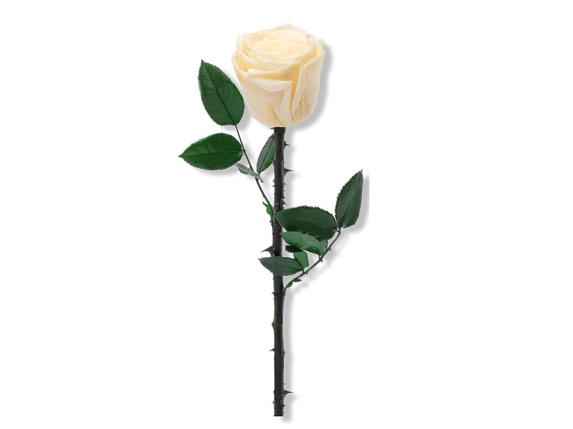 Buquê de Rosas Preservadas Bege, uma Escolha Ideal para o Dia Dos Namorados Ou Das Mães BRILVIBERA