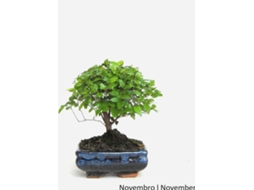Bonsai LUSO BONSAI Sageretia de 5 Anos