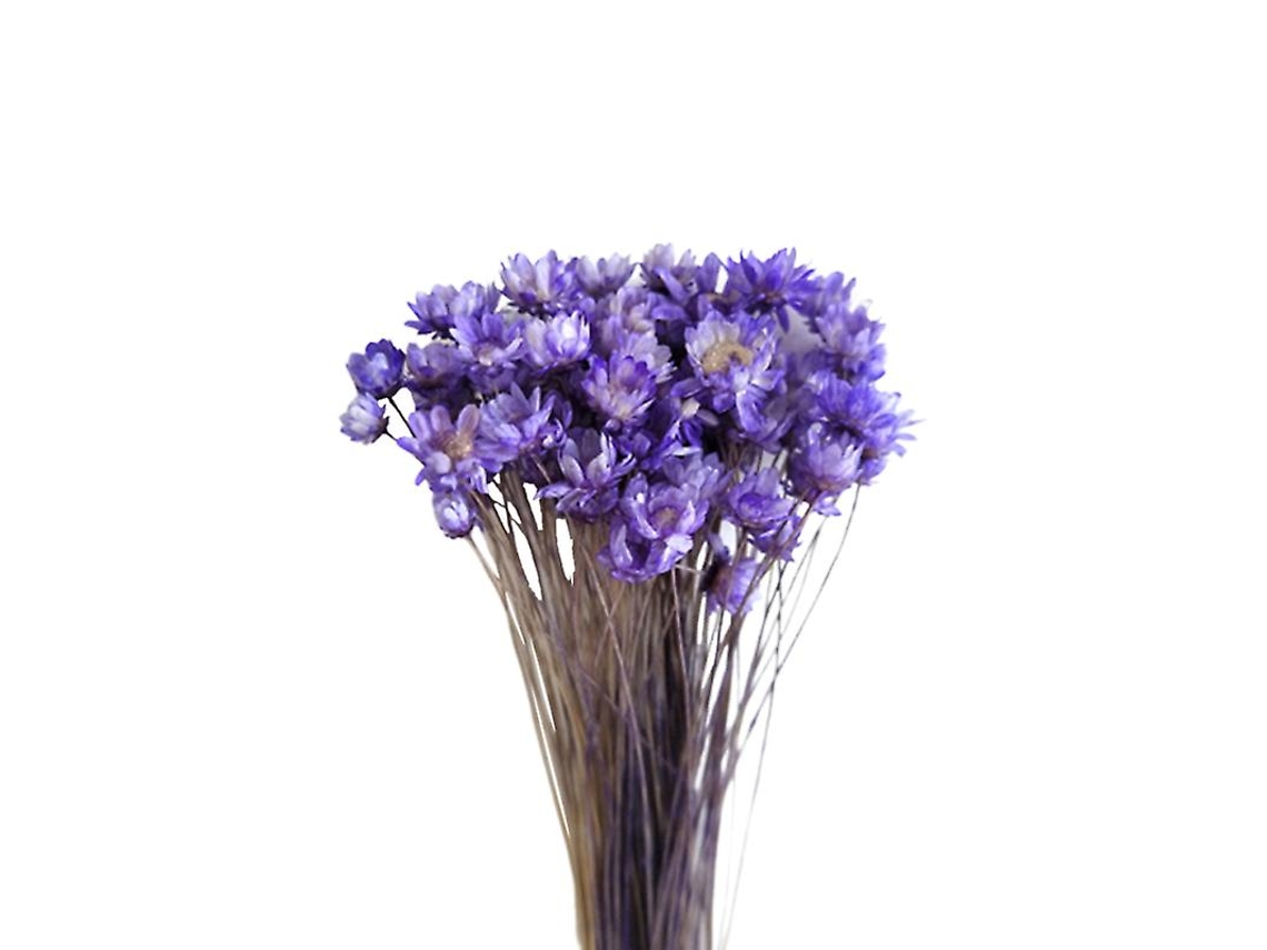 30 Unidades De Flor Seca De Margarida Allinless