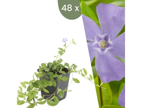 | 48 Plantas De Pervinca | Vinca Minor | Cobertura Do Solo Resistente | Plantas Perenes Resistentes | Plantas De Jardim Resistentes Plants By Frank