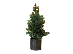 Simulação de Flocagem Tipo Árvore de Natal Tipo D AURUM