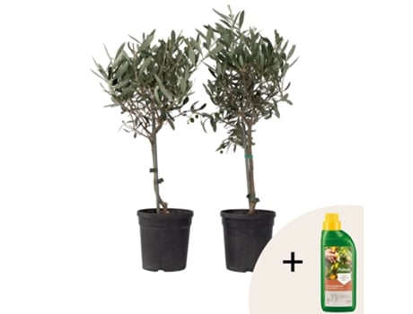 Plantas Mediterrânicas Plant In A Box Olea Europaea Conjunto De 2 Pote 14cm Altura 50 60cm