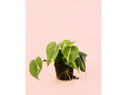 Philodendron Brasil | Planta Natural De Interior Tropical E Purificadora | Pur Plant