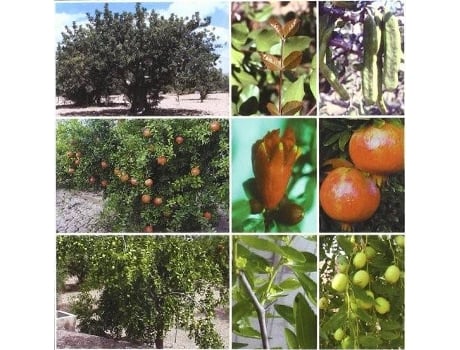 Livro Tratado De Fruticultura Para Zonas Áridas Y Semiáridas. Vol. II: Algarrobo, Granado Y Jinjolero