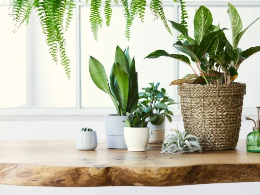 Plantas Naturais