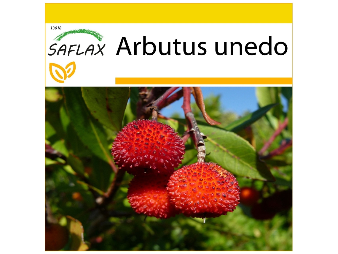 SAFLAX Conjunto de Cultivo Medronheiro Arbutus Unedo 50 Sementes com Mini Estufa Substrato de Cultivo e 2 Vasos