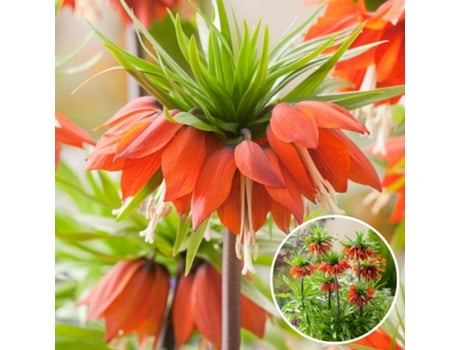Bolbos de Flores PLANT IN A BOX Fritillaria Rubra Conjunto de 3 Pote 0Cm Altura 0Cm