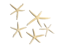 Adorno Estrela do Mar Aquário 5 7.5cm Tipo 2