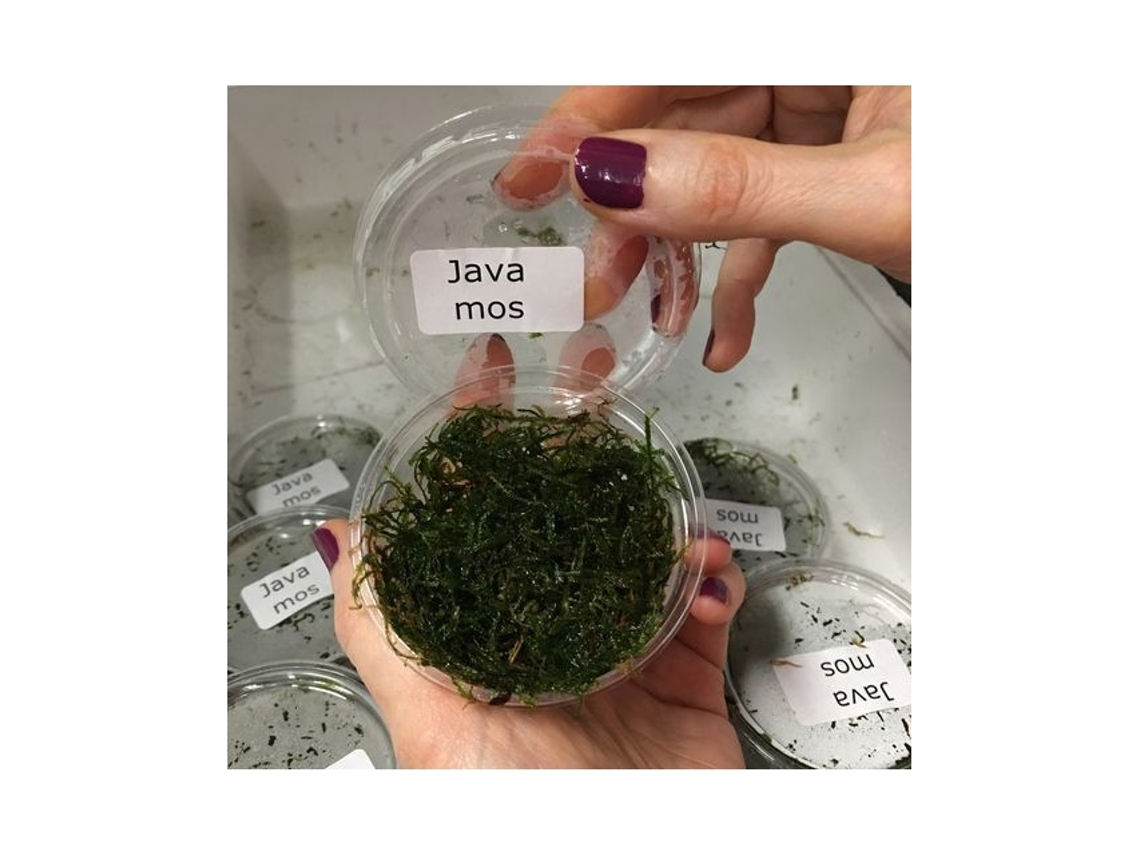 Vesicularia Dubyana / Jawa Moss