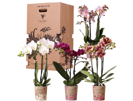 KOLIBRI ORCHIDS Surprise Box Mix Caixa de Vantagens para Plantas Caixa Surpresa com 4 Orquídeas Diferentes