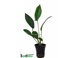 Anubias Hastifolia