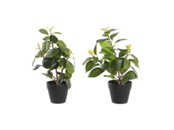 Planta Decorativa DKD HOME DECOR (Multicor)