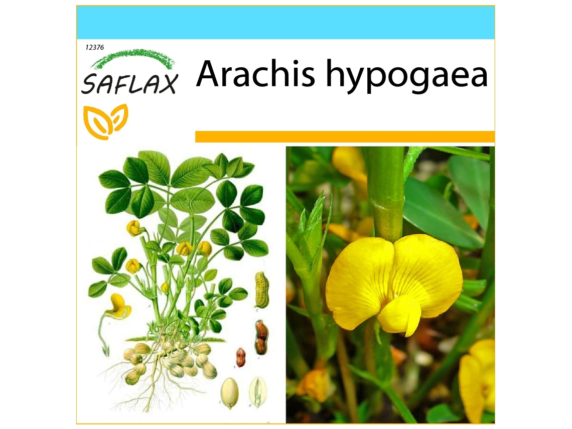 SAFLAX Conjunto de Presente Amendoim Arachis Hypogaea 8 Sementes com Caixa de Presente Etiqueta de Envio Vale-Presente e Meio de Cultivo