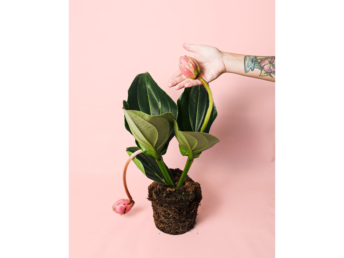 Flamingo Medinilla | Planta de interior com flores | Planta pura