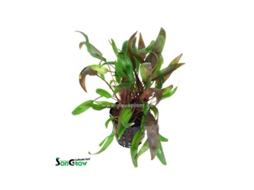 Cryptocoryne Wendtii Brown