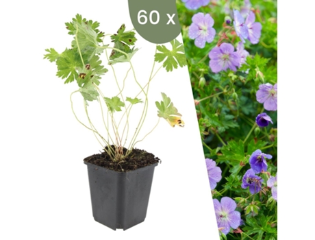 | 60 Plantas De Cranesbill | Geranium Rozanne | Cobertura De Solo Resistente | Perenes Resistentes | Plantas De Jardim Resistentes Plants By Frank