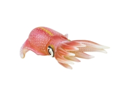 SAFARI Reef Squid