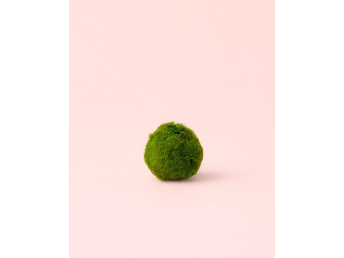 Bola de Marimo - Bola de Musgo Umid Natural de 3 cm - PUR PLANT