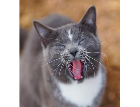 Livro Colorado Barn Cats - Skunk and Chauncey Jordan Wunderlich (Inglês)